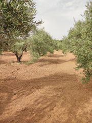 Finca rústica a Villarrubia. Vendo parcela