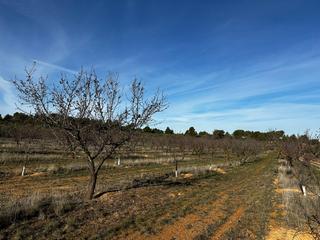 Finca rústica a Pobla de Cérvoles (La). Terreno en venta en la pobla de cèrvoles