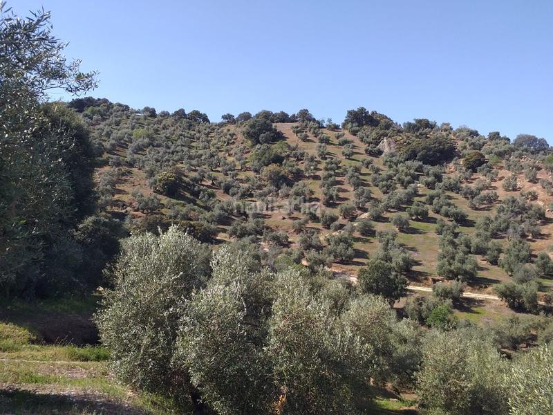 Foto 2eb724de-0155-43f2-bbbc-002d8ff2d65d. Finca rústica a Algodonales