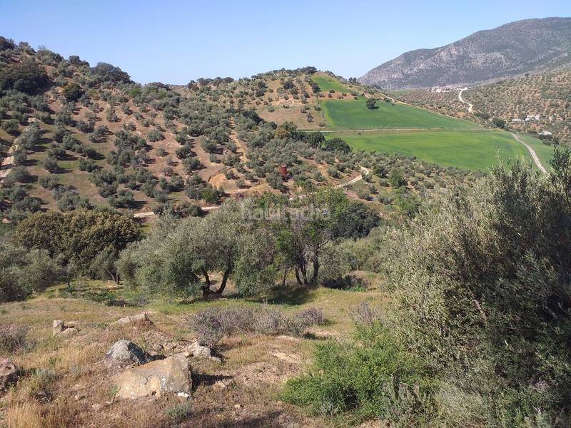 Foto 6c3bad0a-0d2f-405b-956b-53f213904055. Finca rústica a Algodonales