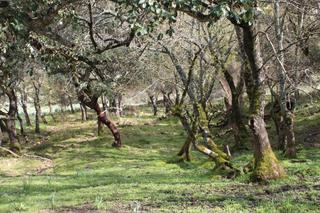 Landgut  N/a. Se vende finca en cortes de la frontera