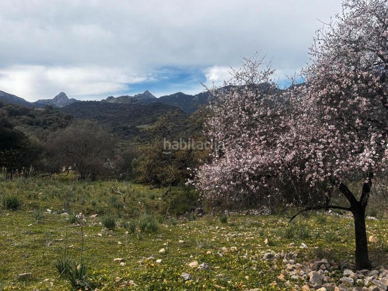 Foto 9a3495e0-8c77-487d-981f-88381ef0c146. Rural plot in n/a in Grazalema