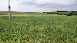 Fondo rustico  Lugar diseminado. Se vende finca de labor