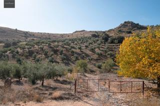 Finca rústica a Darro. Finca de olivos de casi 9 hectareas y 1.300 olivos
