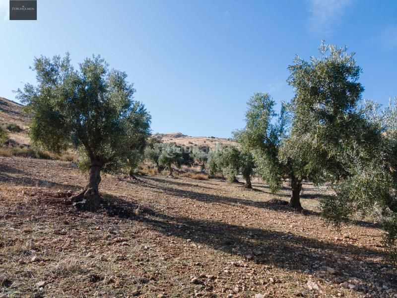 Foto f4d3d6ed-0e8d-4fe5-9ed6-c47983fab272. Finca rústica a Darro