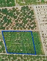 Finca rústica en Oliva Pueblo. Nueva parcela rústica en venta en oliva!