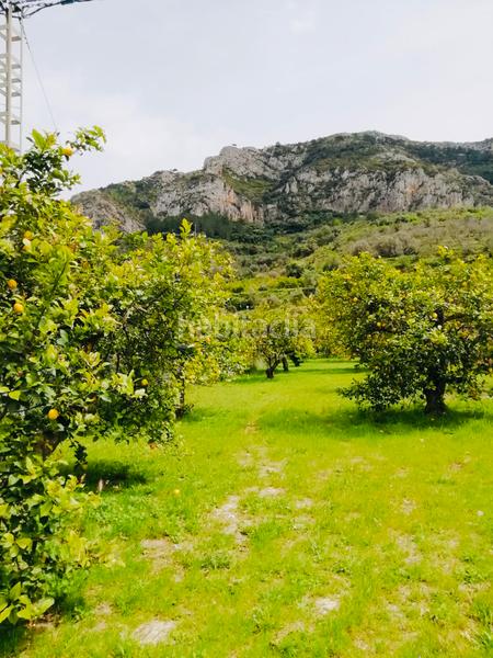 Foto ba8a9a2a-cde2-4fde-b266-a50972132907. Fondo rustico in Xaló