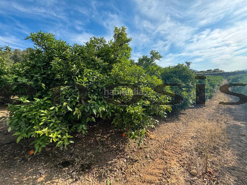 Foto 7d8cbd8a-c840-4868-ab61-b016d86d45be. Landgut in Albatalia Murcia