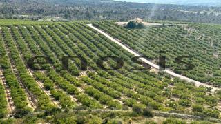 Finca rústica en Albatalia. Se venden 120has de cultivo mayoritariamente limoneros