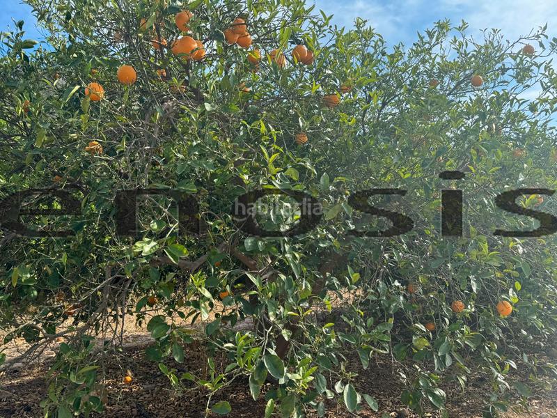 Foto cf742f61-8bb1-46c0-ab93-7ff9df3a37d2. Landgut in Albatalia Murcia