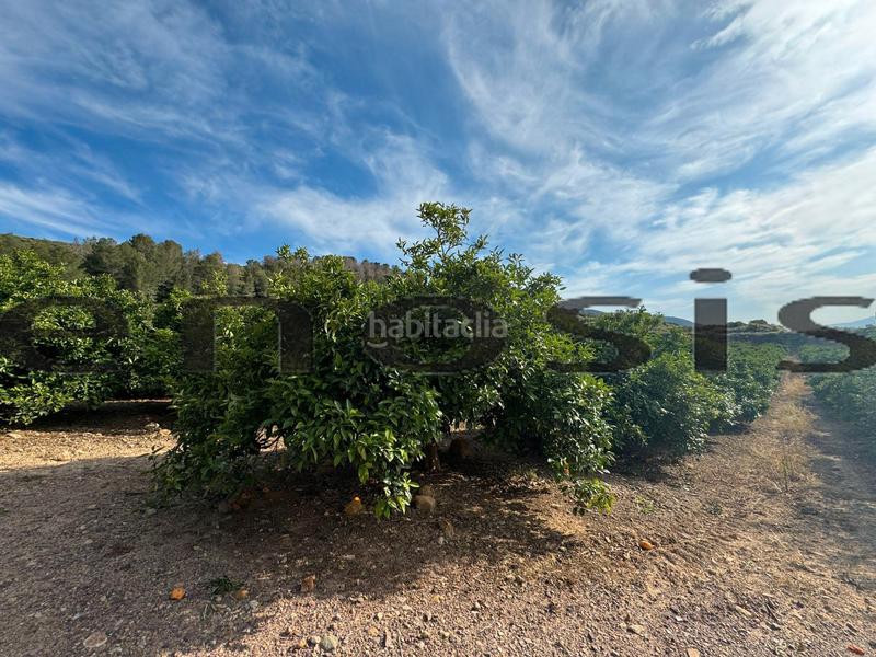 Foto d5b115ca-e363-4646-8598-047964e151f5. Landgut in Albatalia Murcia