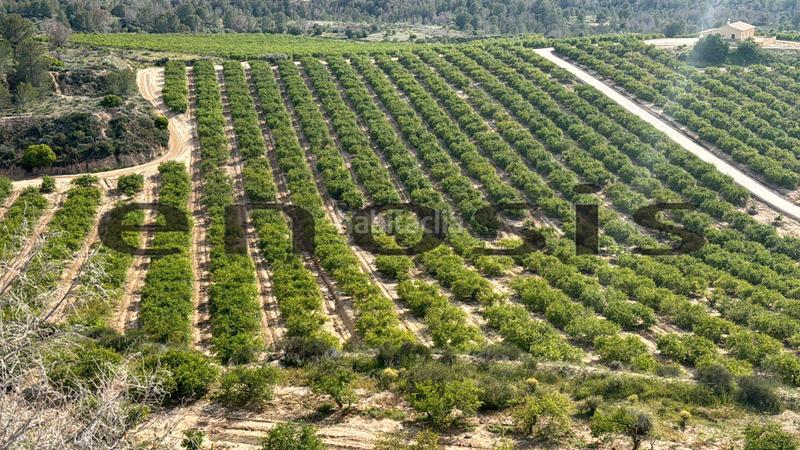 Foto dec74377-e5d3-4108-8fdd-26a50dc1f491. Landgut in Albatalia Murcia