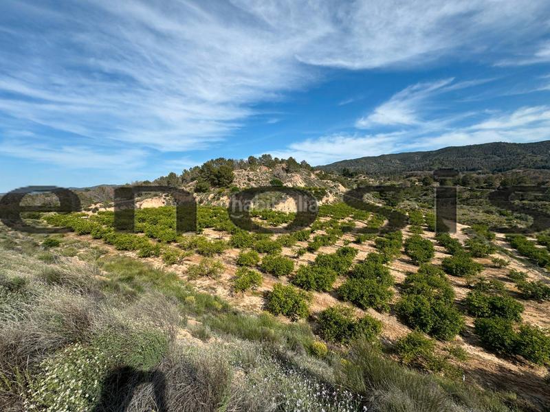 Foto e0958ad6-539a-46a4-8d8e-5830fed5c9c5. Landgut in Albatalia Murcia