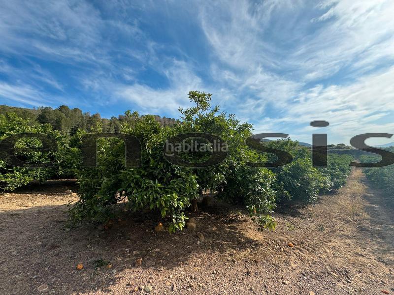 Foto e3c06fe5-e4d7-4e9d-bb98-16a0d8564cbe. Landgut in Albatalia Murcia