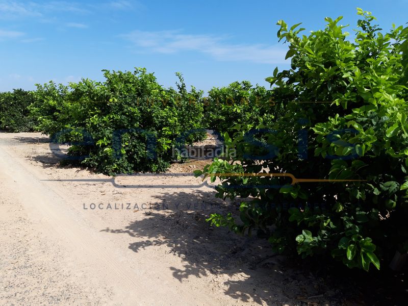 Foto 56741ddd-8d09-4f69-ae2e-d54320057708. Finca rústica a Torre-Pacheco Torre - Pacheco