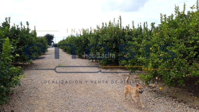 Foto 996be4f9-3d98-4f5f-89b2-229e38e3f519. Finca rústica a Torre-Pacheco Torre - Pacheco