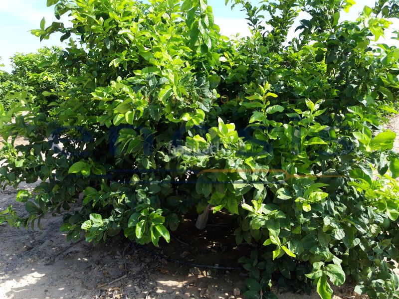 Foto a58a4d88-0722-48e6-8a93-ce8bcdf00349. Finca rústica a Torre-Pacheco Torre - Pacheco