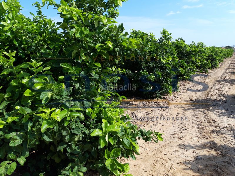 Foto b5dad4cc-da22-4a5d-b58d-1e9470c589f9. Finca rústica a Torre-Pacheco Torre - Pacheco