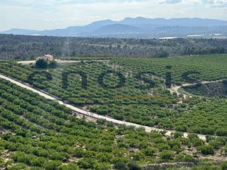 Finca rústica  Rm-603. Finca de 120ha de limoneros en venta en sangonera la verde