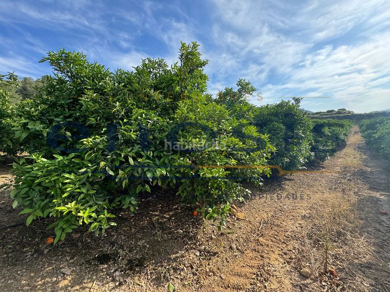 Foto 57465ef5-9792-4496-bc93-37d5980034a9. Finca rústica a Sierra de Carrascoy Alhama de Murcia