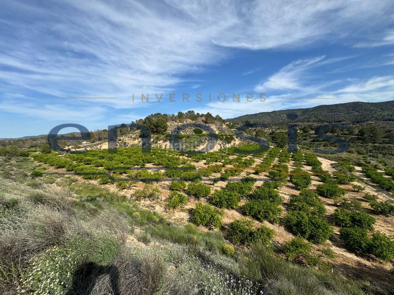 Foto 5b0db2e9-cdfb-4dcc-92c4-6e6d2a24e170. Finca rústica a Sierra de Carrascoy Alhama de Murcia