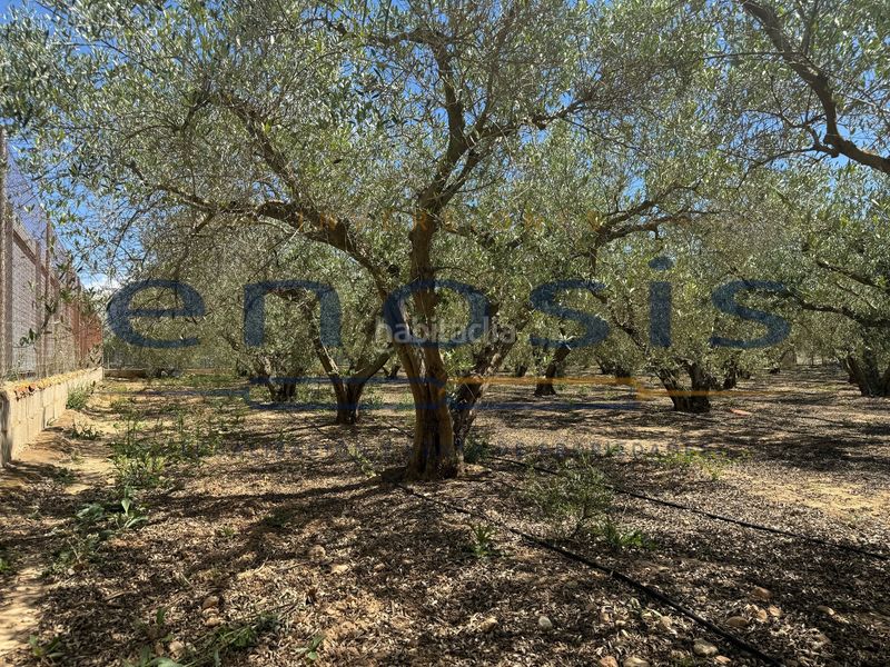 Foto 82aa31f7-435d-430b-8d30-28b29b476836. Masia a Balsicas Torre - Pacheco