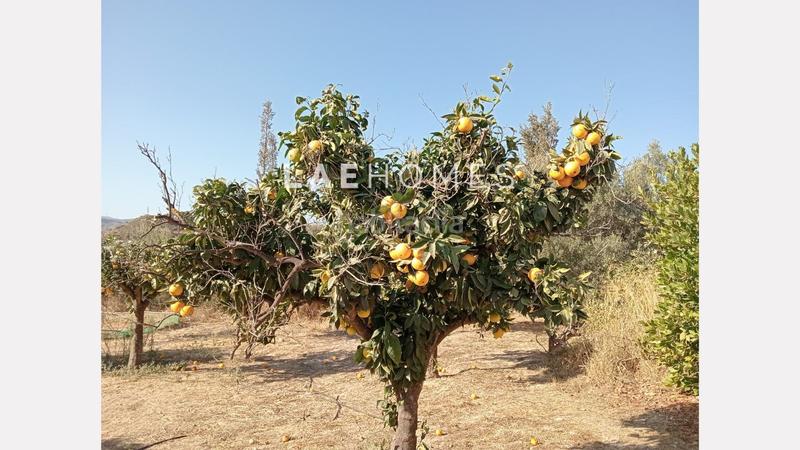 Foto aaaa5f3f-c412-41fe-91aa-606d0e667e1a. Terreno residencial solar urbano edificable y parcelas rústicas en venta en colmenarejo en Málaga