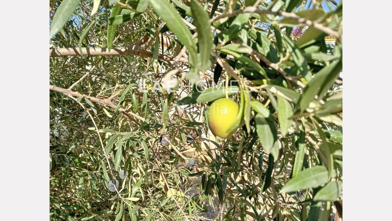 Foto bf37abfd-16ef-49c4-857c-2724b0ad2cd6. Terreno residencial solar urbano edificable y parcelas rústicas en venta en colmenarejo en Málaga