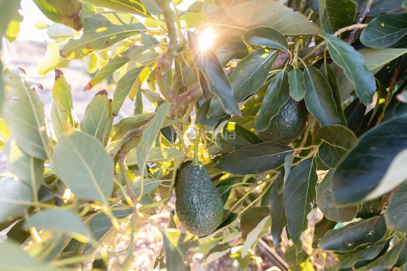 Foto 1a39727c-d4b2-4731-8330-e9a22a0216e5. Mas avec chauffage dans Motril ciudad Motril