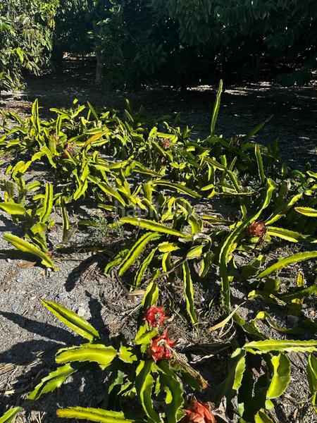 Foto 1208e511-f86a-41ed-9905-409e45bdf498. Rural plot in Motril ciudad Motril