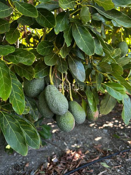 Foto 25f8b244-2fd3-4527-95bb-cbfec94aceec. Rural plot in Motril ciudad Motril