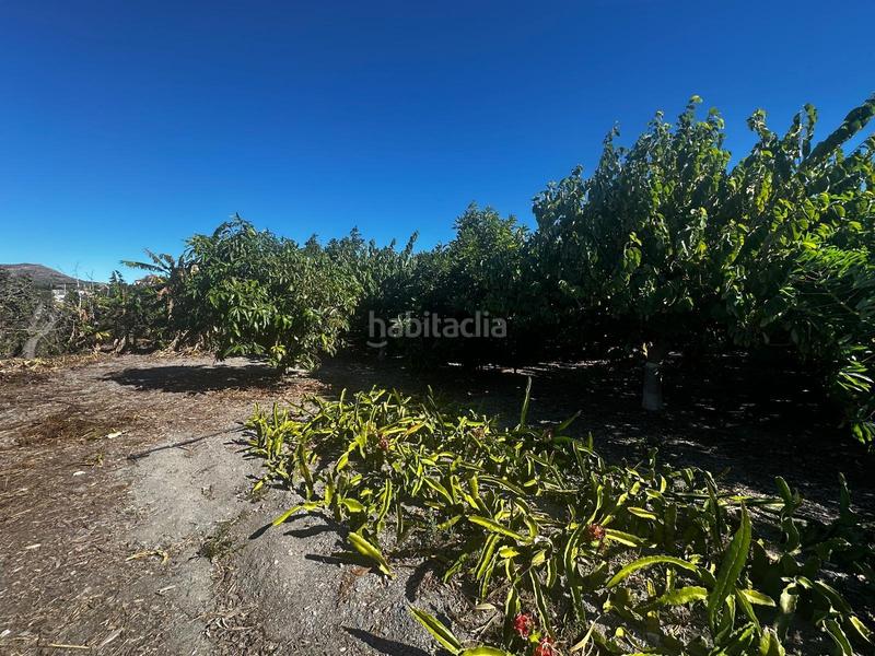 Foto 881ac787-8f87-488d-8769-9ba93857fe9a. Rural plot in Motril ciudad Motril