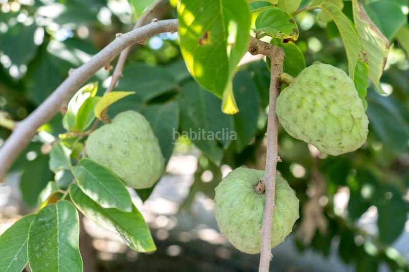 Foto b92b1d26-8bab-4a2a-9655-9131c99a73ee. Rural plot in Motril ciudad Motril