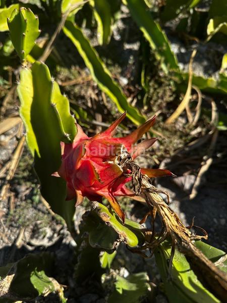 Foto d58e5bc3-7787-447f-afbe-48cc0088a7b4. Rural plot in Motril ciudad Motril