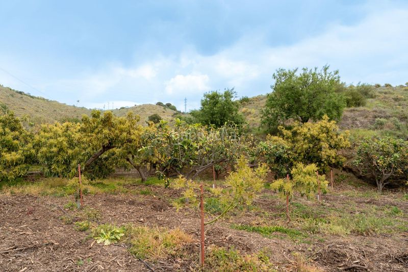 Foto 55e039dc-5e24-4998-a2ef-c0e75590a359. Finca rústica a Motril ciudad Motril