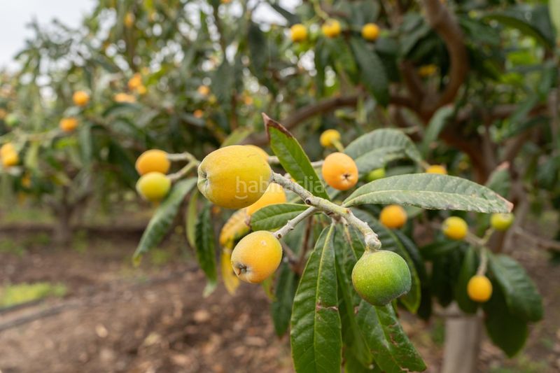 Foto 6dfef141-0dd8-4936-a84b-3bd771779776. Finca rústica a Motril ciudad Motril