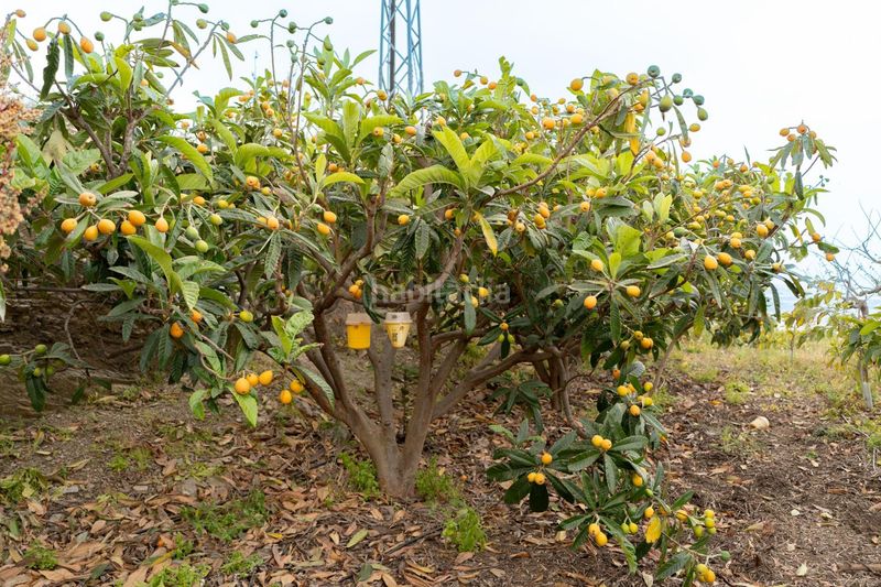 Foto 8696289c-60e7-43b9-8ce4-be02ab233193. Finca rústica a Motril ciudad Motril