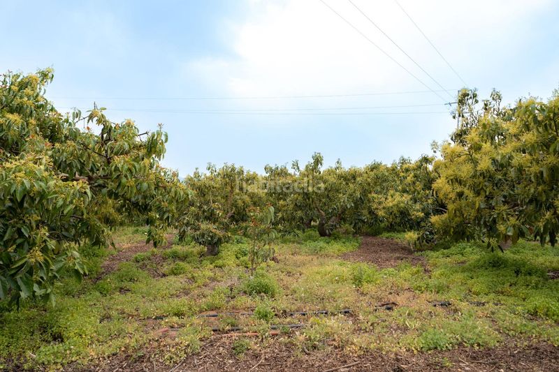 Foto a6e6c83b-8160-49a7-84f3-39aa4a0c17b7. Finca rústica a Motril ciudad Motril