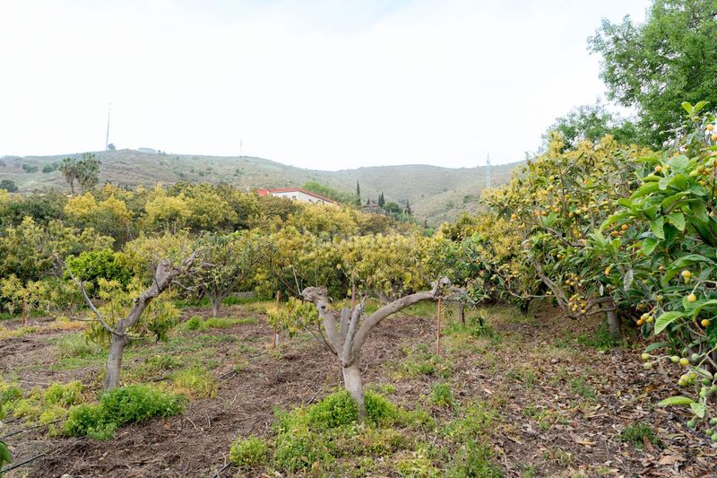 Foto ab084a0c-9af4-499d-b3b4-83eff1e84c89. Finca rústica a Motril ciudad Motril