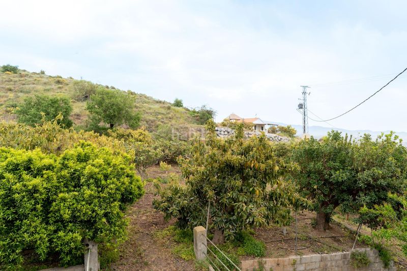 Foto de7f31b2-790c-4516-b265-4ed808eb1be2. Finca rústica a Motril ciudad Motril