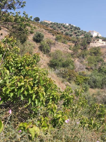 Foto eff59b70-2e0c-4459-a70a-c13cb88b1ca3. Propriété dans Torrox pueblo Torrox