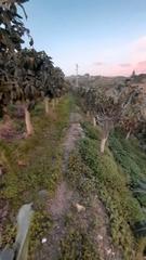 Finca rústica a Carretera de arenas 46. Ocasión!!! vendo finca a 1km de velez malaga.