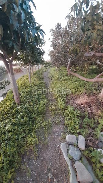 Foto 61e6eb00-d09b-4abd-b5ab-7a9ffb8b003c. Masía en calle manuel de falla 4 se vende finca con casa y árboles 1km en Algarrobo Costa