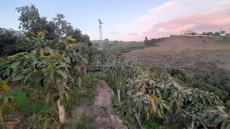 Foto 9cf1c3d7-b9a0-436b-b630-ede45ea77e84. Masía en calle manuel de falla 4 se vende finca con casa y árboles 1km en Algarrobo Costa