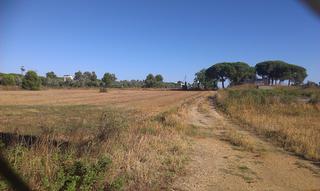 Finca rústica en Sancti Pietri. Finca de 52.000 m cerquita al club de golf novo santi petri.