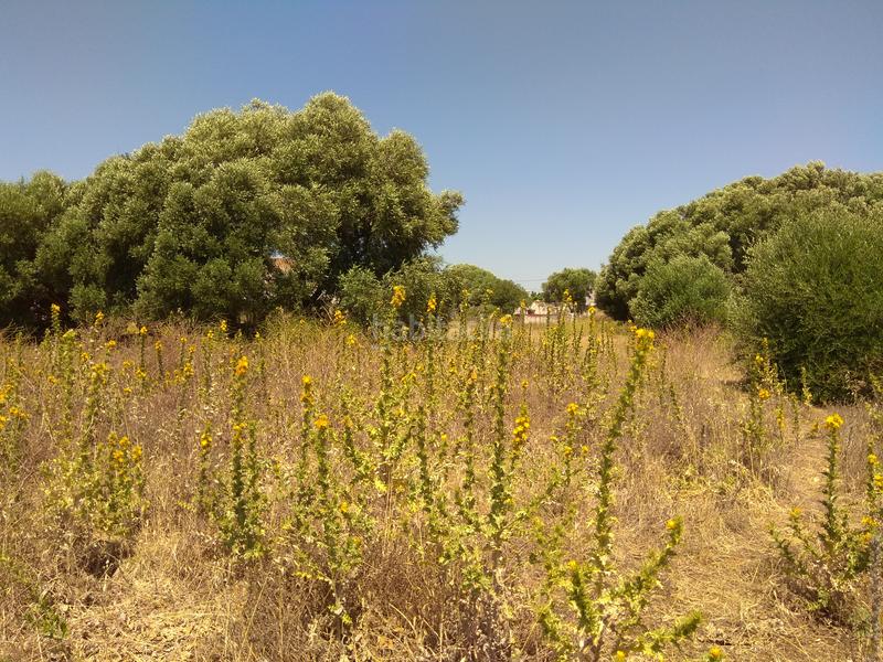 Foto 22bedb2e-dde2-46d5-8f2a-03aaed3f1f70. Rural plot in La Reconquista - El Rosario Algeciras