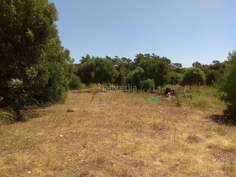 Foto 3846e626-b0df-4a49-a749-b2cb65199a31. Rural plot in La Reconquista - El Rosario Algeciras