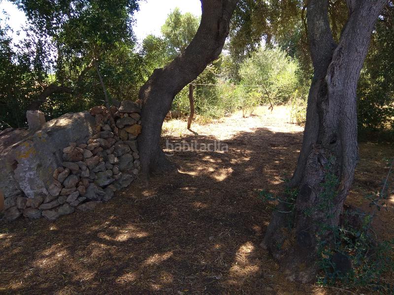 Foto 8800465f-27c0-4ffc-8fb0-15fd8e6ef46e. Rural plot in La Reconquista - El Rosario Algeciras