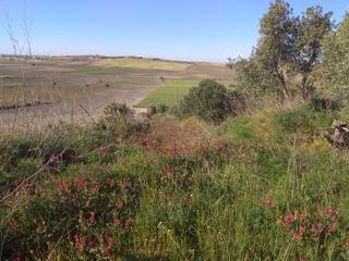 Finca rústica a Conil. Finca rustica de unos 14.000 m aprox proxima casa posta conil