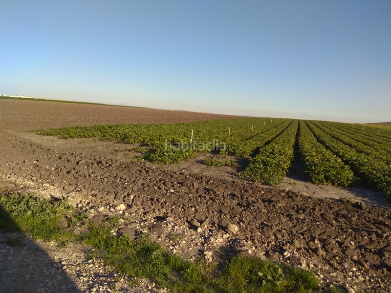 Foto 2b9487ac-c178-46fa-9d8b-60722251f9b5. Finca rústica finca de riego de 8 hect cercana a jerez. subvencion, etc. en Puerto Real